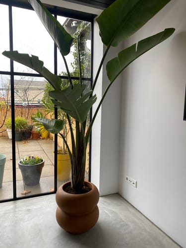 Customer photo review of Bloempot Elho Amber roll low 40cm karamel