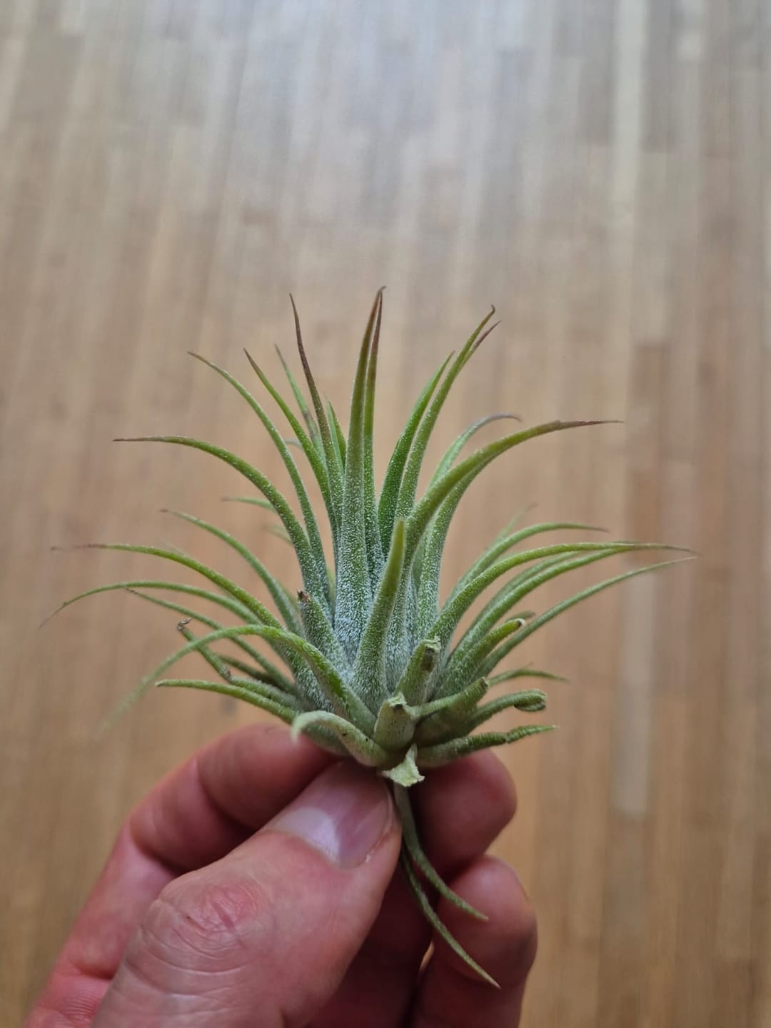 Customer photo review of Tillandsia ionantha