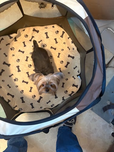 Customer photo review of Potty Buddy™ - The Durable Leak-Free Potty Pad