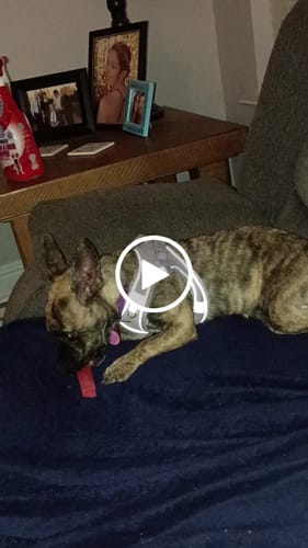 Customer video review of Strawberry Yak Chews
