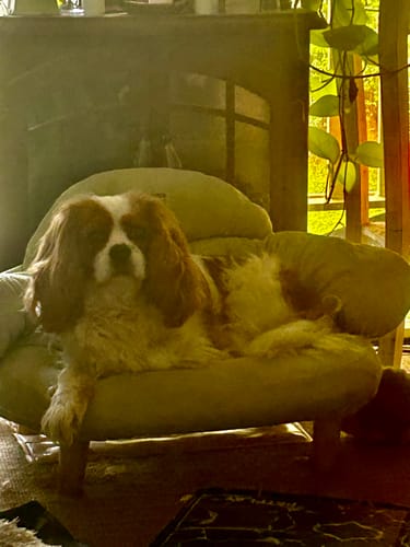 Customer photo review of CloudNest Elevated Pet Sofa Bed