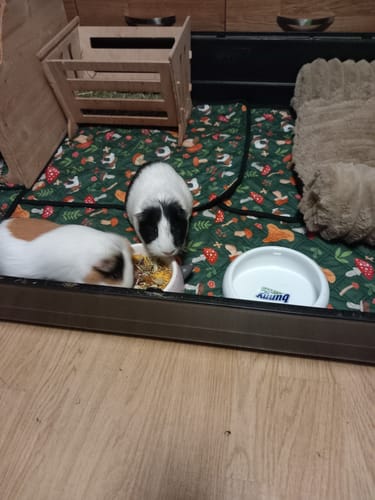 Customer photo review of 🌸 Wohlfühloase – Blüten- & Kräutermix für glückliche Meerschweinchen