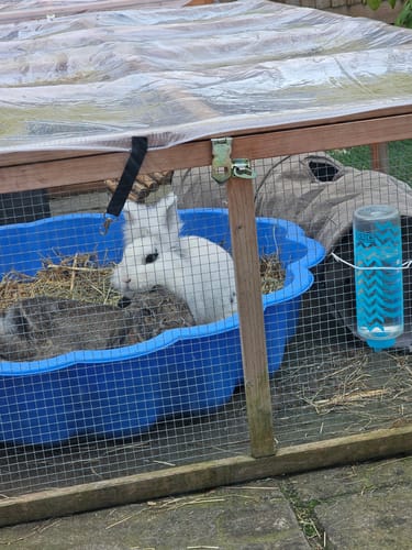 Customer photo review of Timothy Hay Box 'Soft Cut'