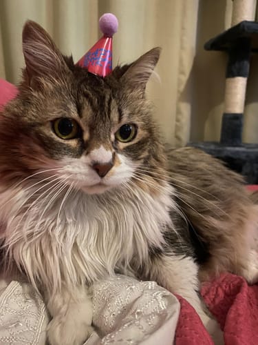 Customer photo review of Box Feliz Cumpleaños