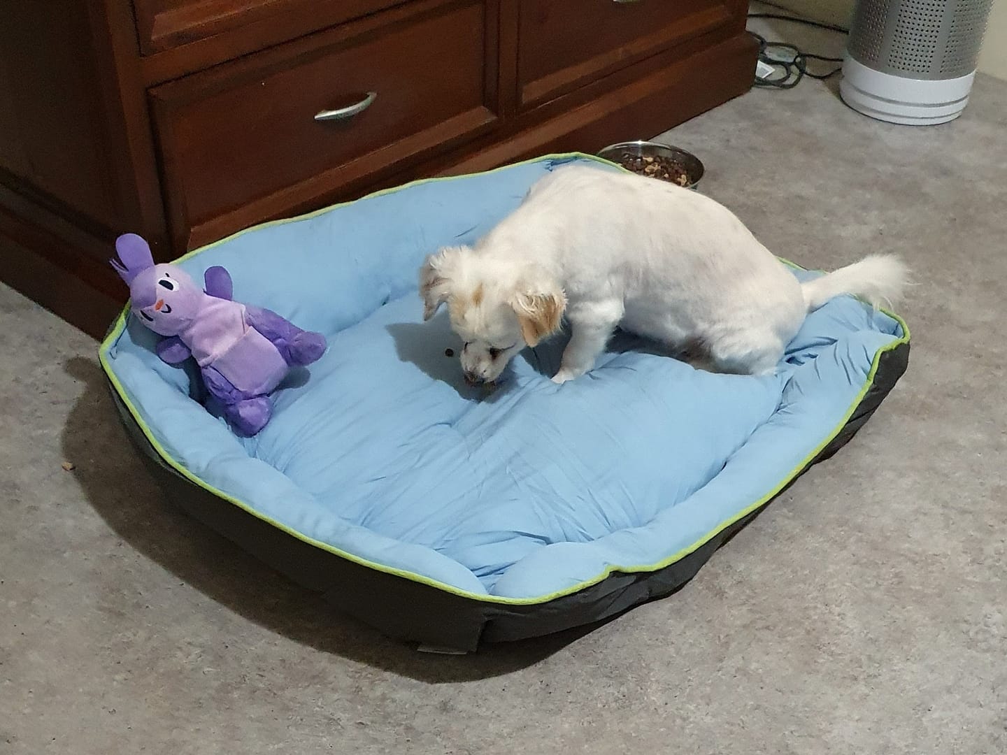 Customer photo review of Pet Cooling Sofa Bed