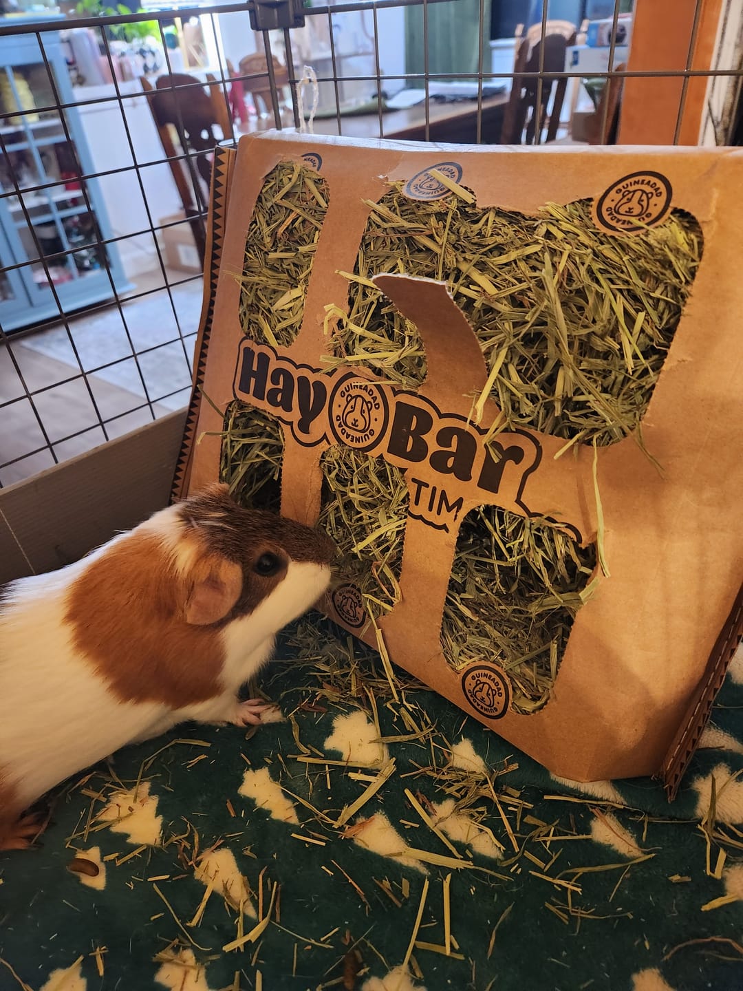 Customer photo review of GuineaDad Timothy Hay Bar for Guinea Pigs (5 Pack)