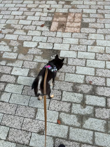 Customer photo review of FunFunPet 高機能ハーネス（お名前タグ作成サービス付き）