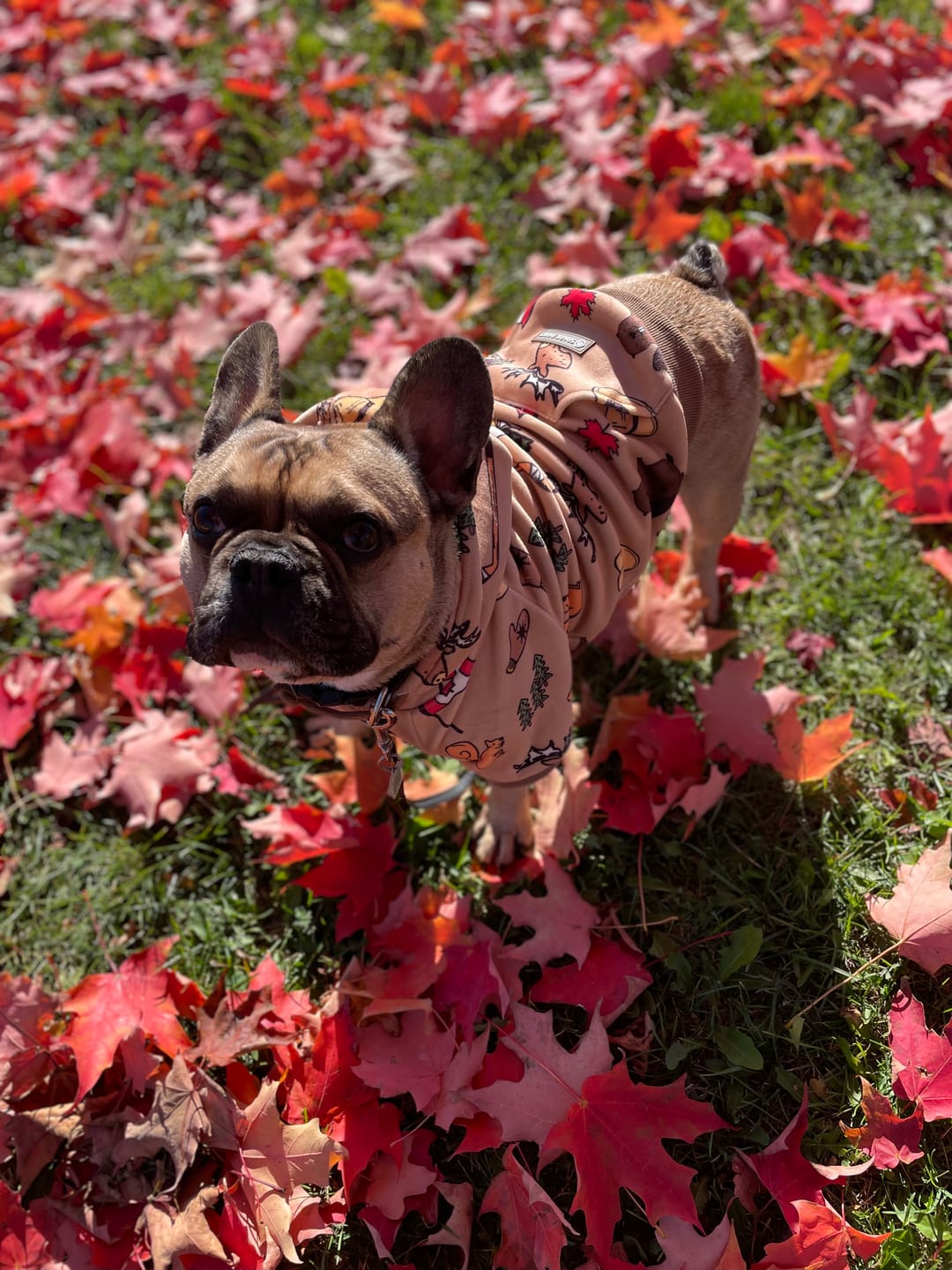 Customer photo review of Canada Dog Hoodie