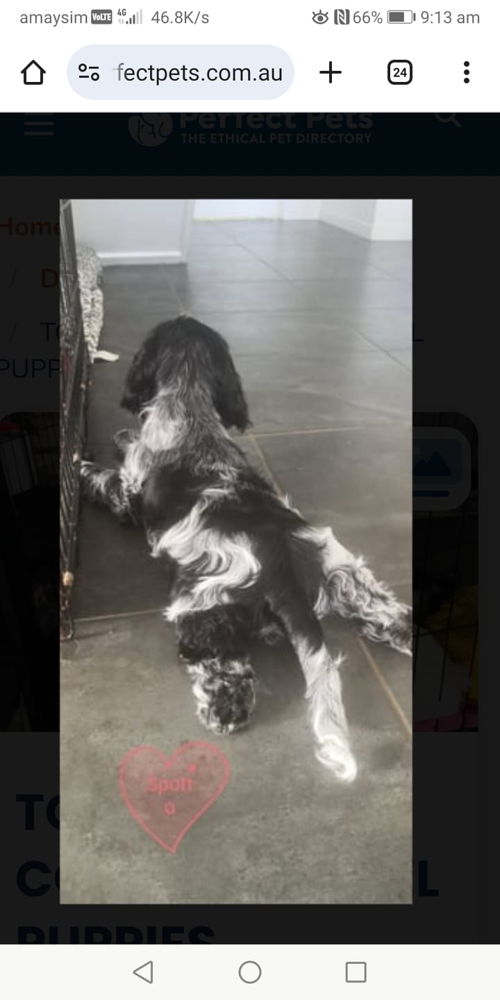 Customer photo review of Beef for Dogs