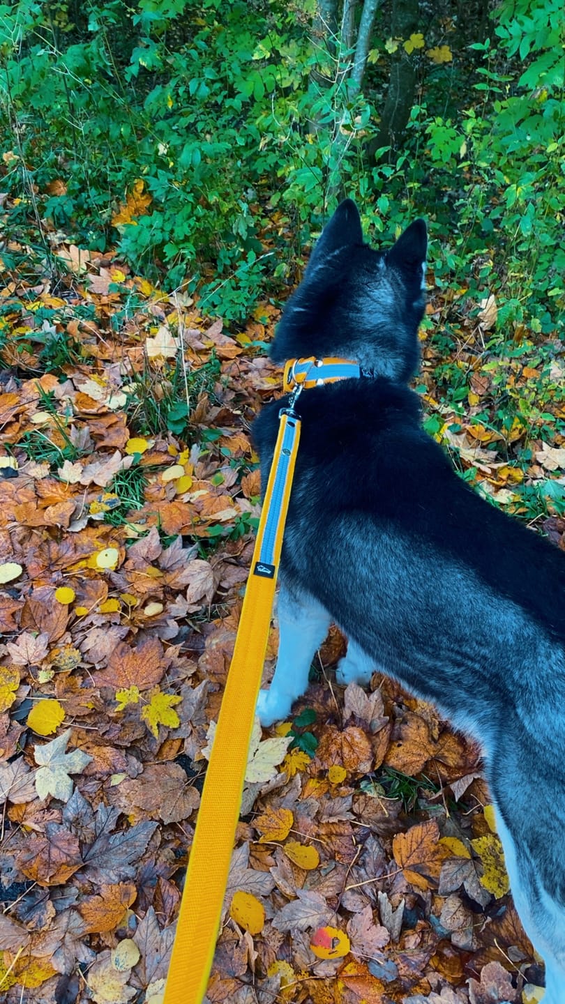 Customer photo review of Active Safe Set Gul - Active halsband & koppel med reflex