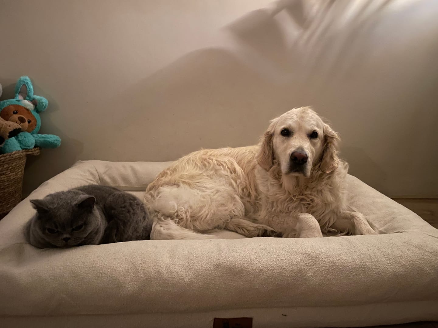 Customer photo review of Pet Perfect Hondenmand - Orthopedisch - Afritsbaar - Beige