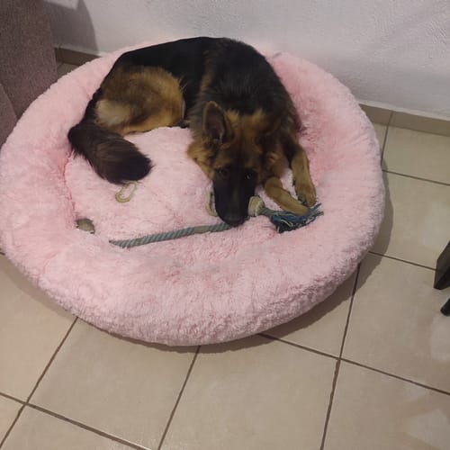 Customer photo review of Cama Antiestrés para Perros