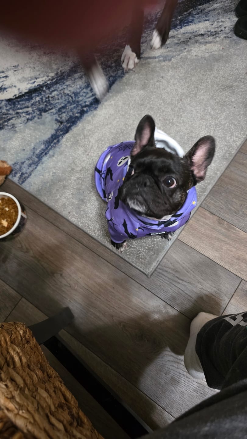 Customer photo review of Halloween Dog Hoodies (Limited Edition)