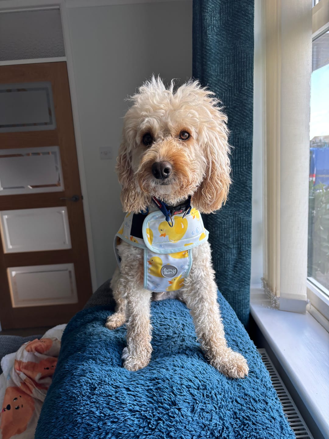 Customer photo review of Rain Jacket - You Quack Me Up!
