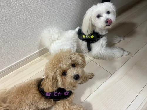 Customer photo review of FunFunPet 高機能ハーネス（お名前タグ作成サービス付き）