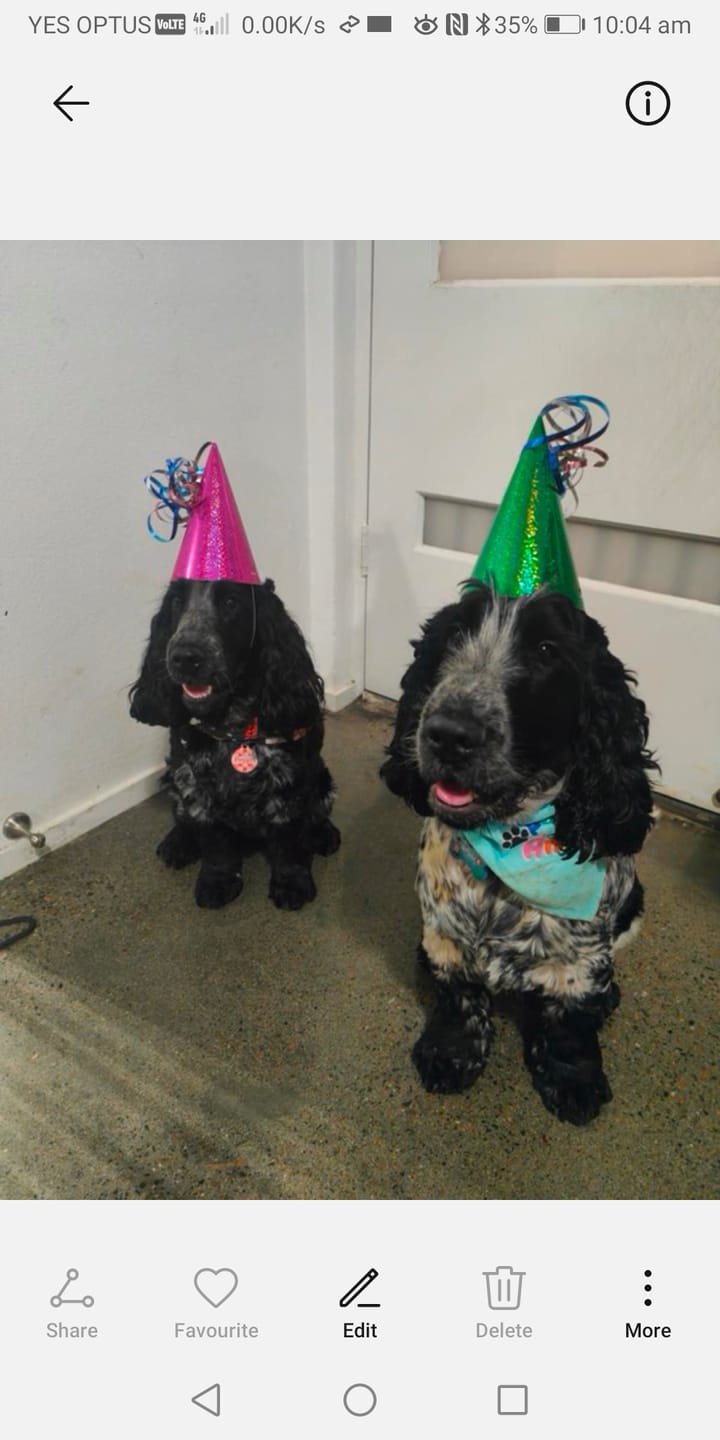 Customer photo review of Turkey Classic for Dogs