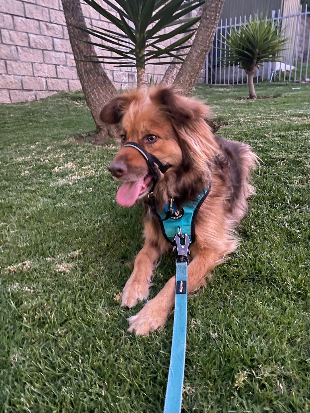 Customer photo review of Arnés Comfort para Perros - Street Dogs - Turquoise
