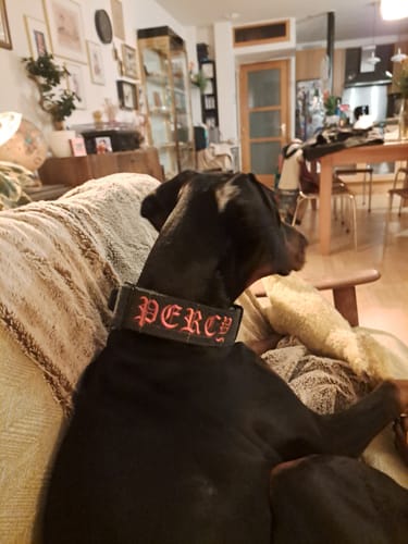 Customer photo review of 5cm Tweed Combat® Collar | With Handle & Secure Clip - Forest Green