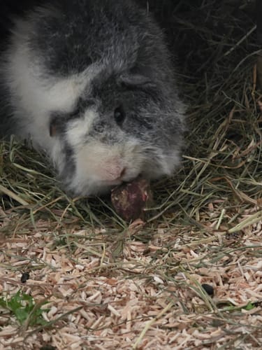 Customer photo review of 💘 Erste Liebe – Premium Bälle für deine Meerschweinchen