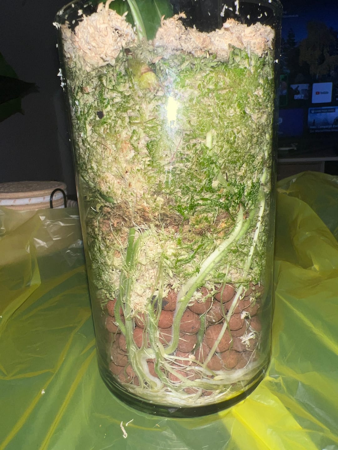 Customer photo review of Sphagnum Moos - Muddis Rapunzel Moos aus Deutschland