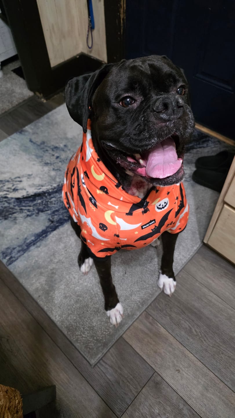 Customer photo review of Halloween Dog Hoodies (Limited Edition)