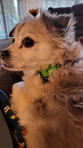 Customer photo review of FurLife™ 12 Months Flea and Tick Free