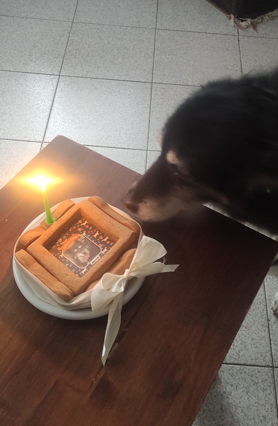 Customer photo review of BiscoBau Fotogenica Torta Per Cani con Fotografia e Messaggio (senza decorazioni di glassa o pasta di zucchero)