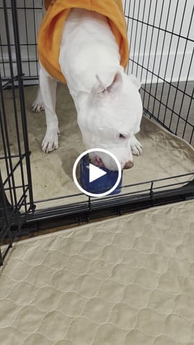 Customer video review of Ultimate Tough Chewer Dog Toy Set – 3 Durable Enrichment Bones