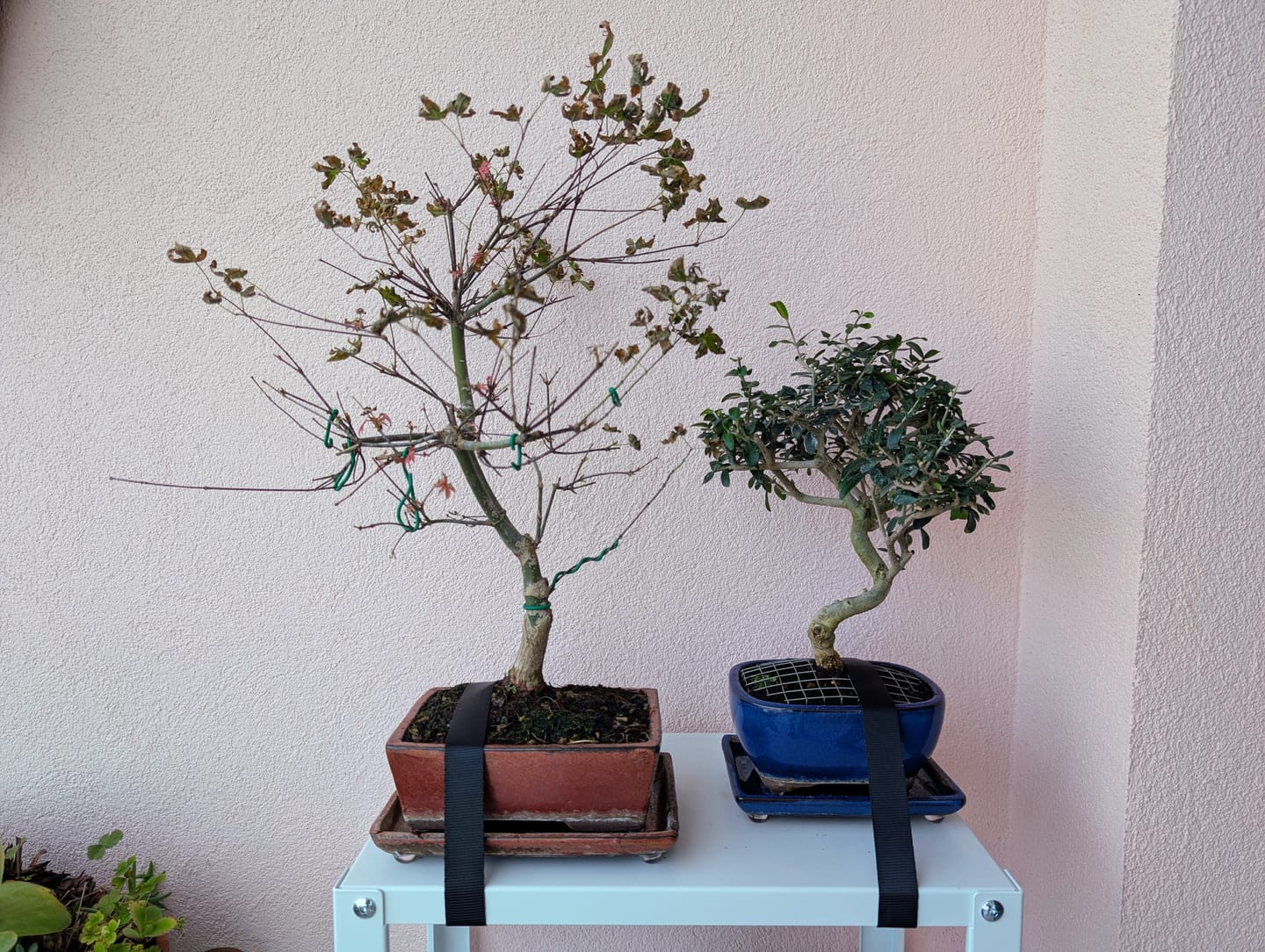 Customer photo review of TOTAL PROTECT CB® (AFIDI, COCCINIGLIA, RAGNETTO ROSSO, MAL BIANCO)