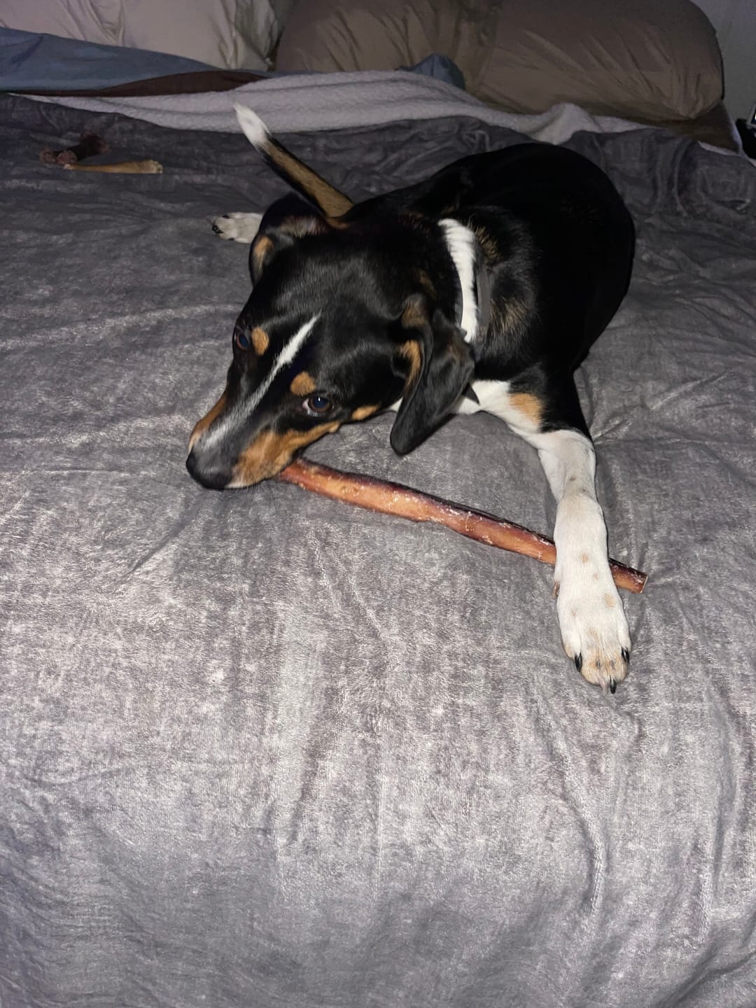 Customer photo review of 12 Inch Jumbo Bully Sticks