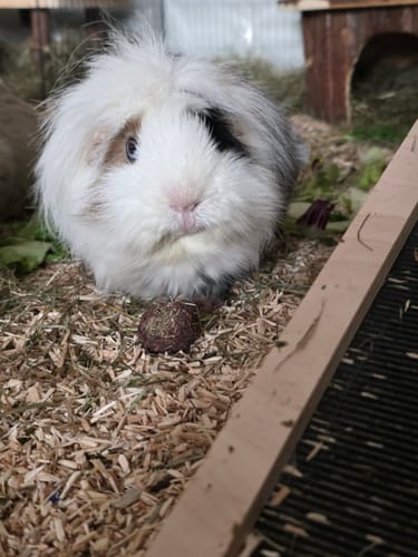 Customer photo review of 🌈 Glücksmomente – Premium Snack-Bälle für deine Meerschweinchen