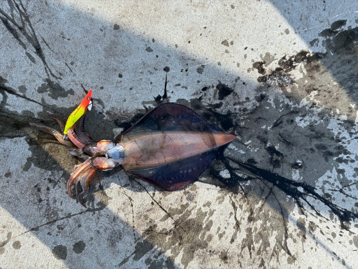 Customer photo review of Super UV Bright Neon Orange Yellow Squid Jigs