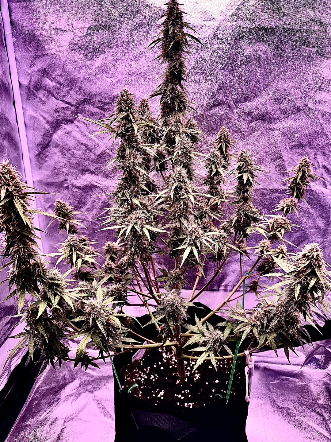 Customer photo review of Gelato F1 Cali Weed THC Samen – 50 Tage von Keimung bis Ernte – Autoflower – Die schnellsten Cannabis Samen der Welt