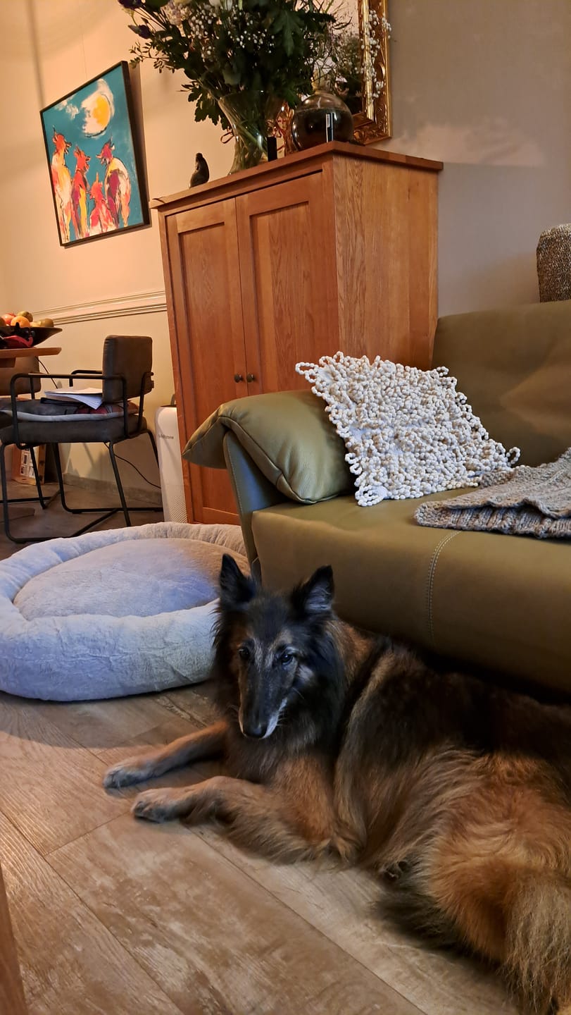 Customer photo review of Pet Perfect Hoes voor Orthopedische Donutmand - EXCLUSIEF VULLING