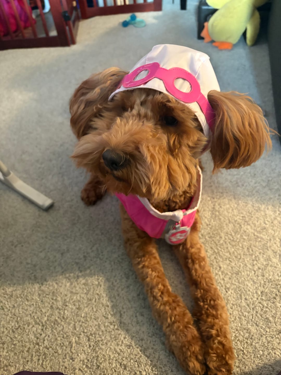 Customer photo review of Dog Costume (Skye)