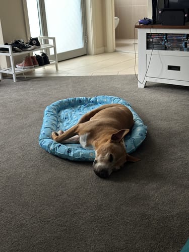 Customer photo review of Pet Cooling Mat Dog Cat Gel Non-Toxic Bed Pillow Self-cool Summer Ice Pad