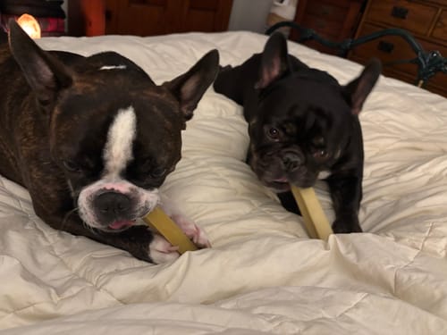 Customer photo review of Long-Lasting Yak Chews — 6 Flavor Pack