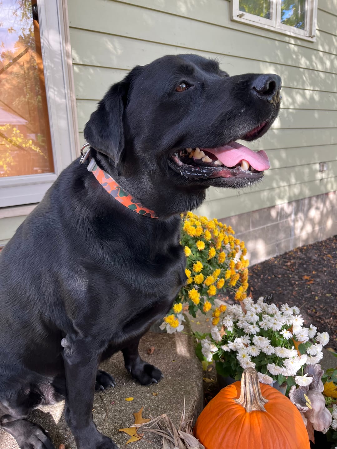 Customer photo review of CP - Orange Brigadier Camo Dog Collar
