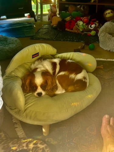 Customer photo review of CloudNest Elevated Pet Sofa Bed