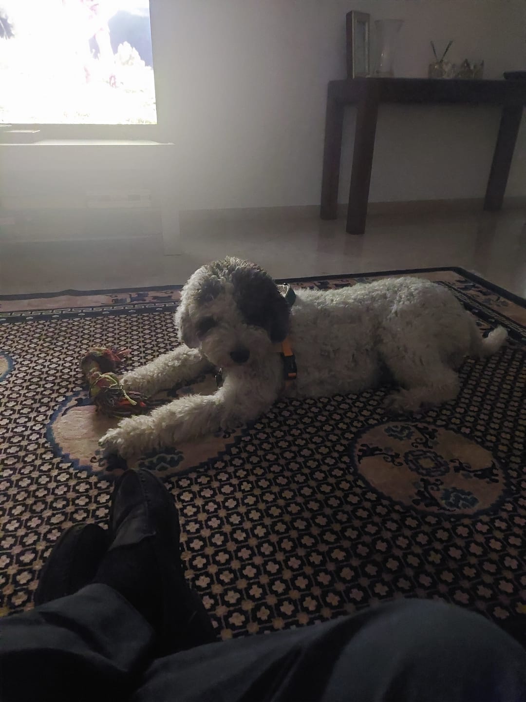 Customer photo review of ADTAB CANI 22-45kg (3 cpr) - Antiparassitario Per Cani