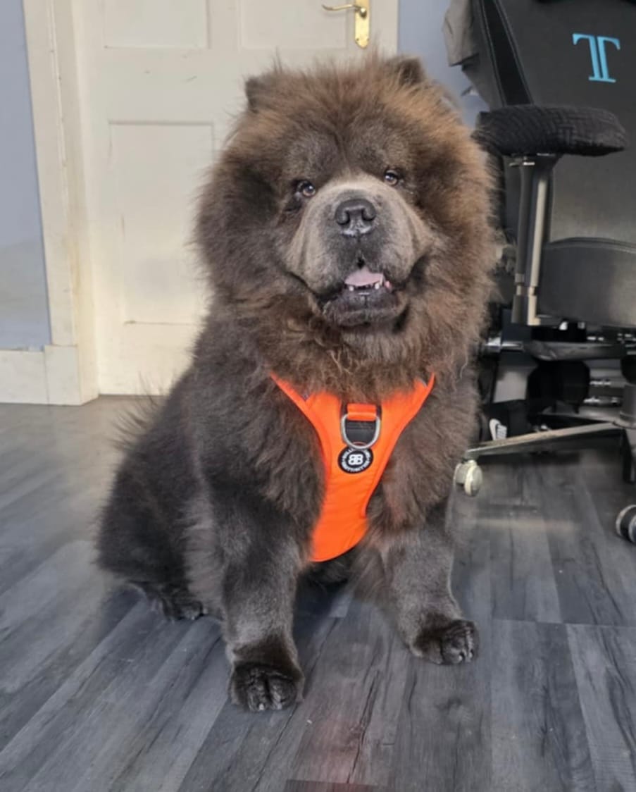 Customer photo review of Anti Pull Hurricane Harness Lighter | With Handle - Orange