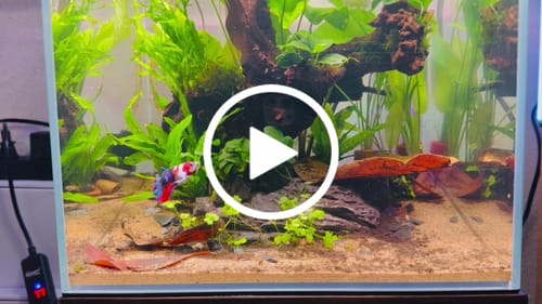 Customer video review of Multicolor Plakat Male Betta Fish |Show Grade|  You Pick Fish