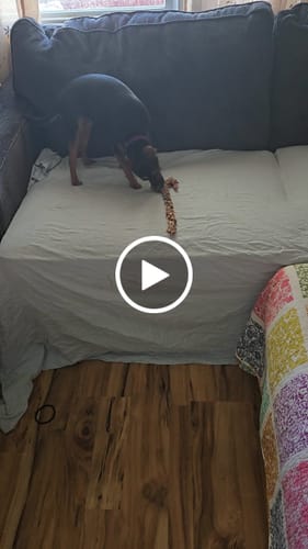 Customer video review of Ostrich Tendon Twister (16" x 2.5" x 1"): The Satisfying, All-Natural Chew for Dental Health & Joint Support