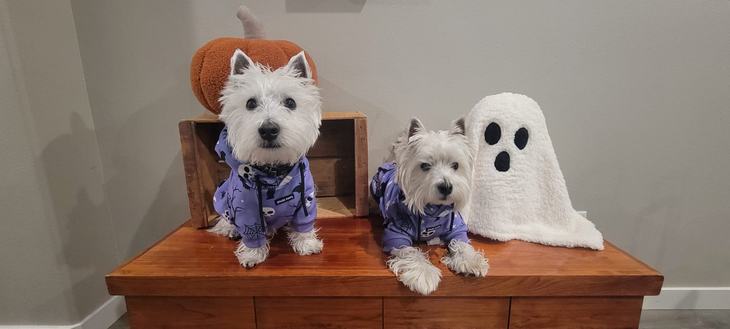 Customer photo review of Halloween Dog Hoodie - Purple