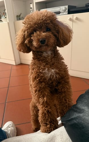 Customer photo review of Pettorina e guinzaglio Bauberry
