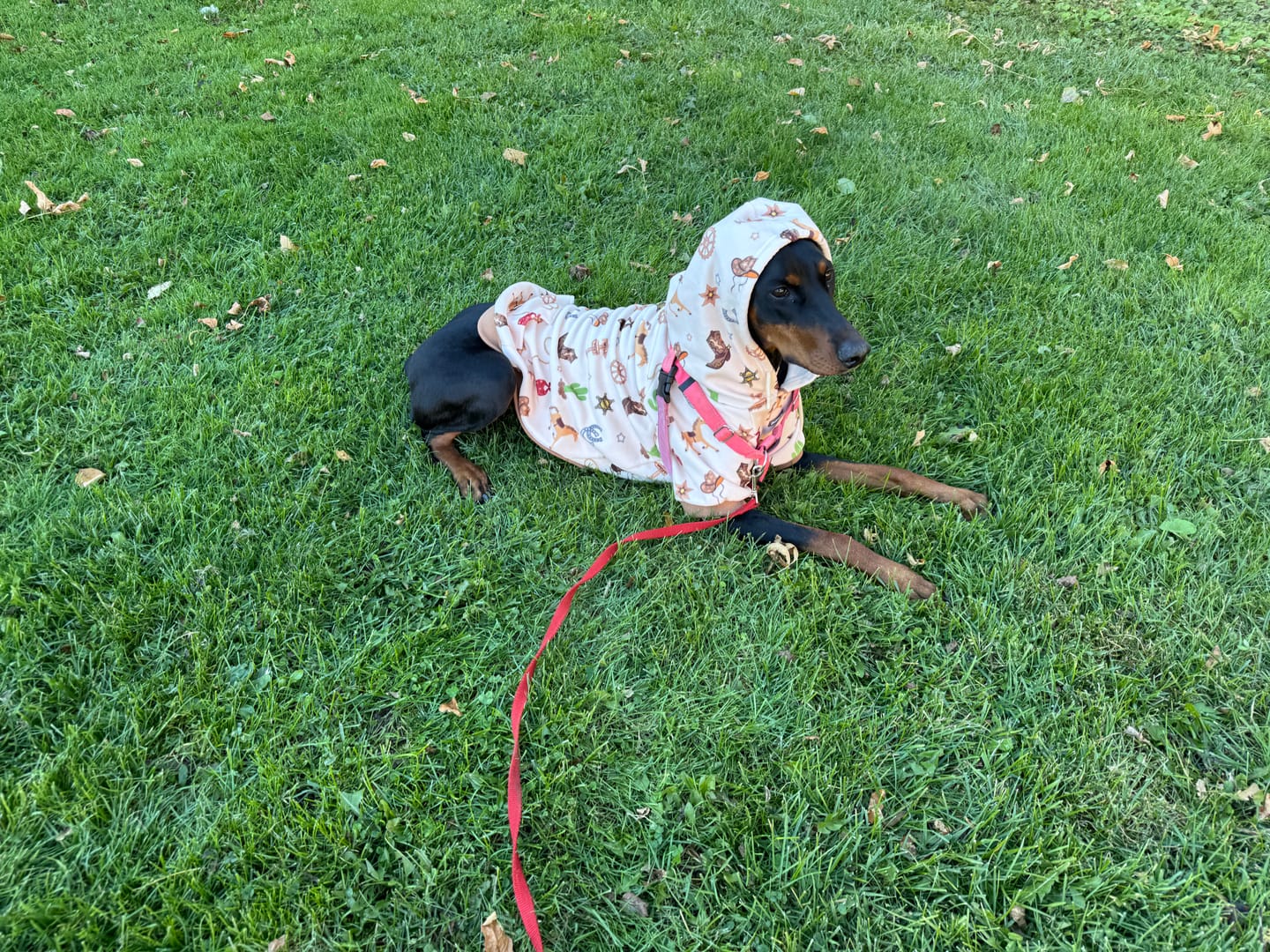 Customer photo review of Rodeo Dog Hoodie