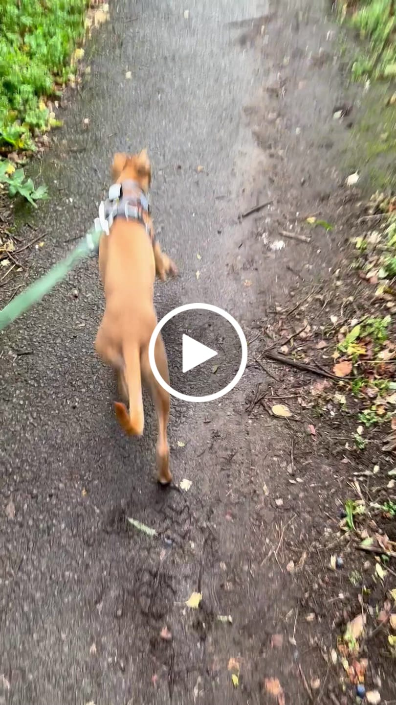 Customer video review of Tidal Waterproof Lead