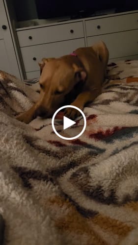 Customer video review of Long-Lasting Yak Chews — 6 Flavor Pack