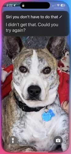 Customer photo review of DE-01 Dental Dogbiotic