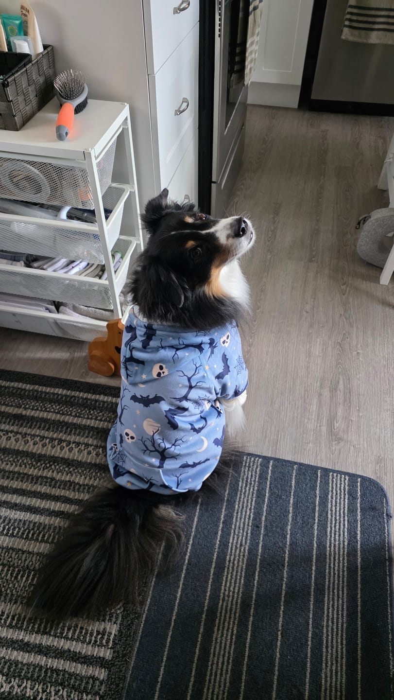 Customer photo review of Halloween Dog Hoodies (Limited Edition)